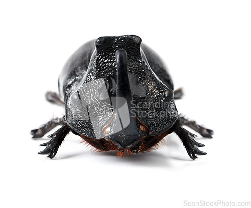 Image of Bug, insect and rhinoceros beetle on a white background for wildlife, zoology and natural ecosystem. Animal mockup, nature and studio closeup of isolated creature for environment, entomology and pest