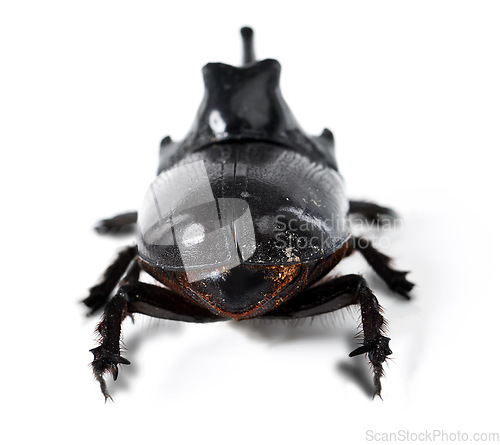 Image of Rhinoceros beetle, black and bug on a white background in studio for wildlife, zoology and natural ecosystem. Animal mockup, nature and closeup of creature for environment, entomology and insect