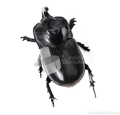 Image of Top view, insect and rhinoceros beetle on a white background for wildlife, zoology and natural ecosystem. Animal mockup, black bug and closeup of creature for environment, entomology study and nature