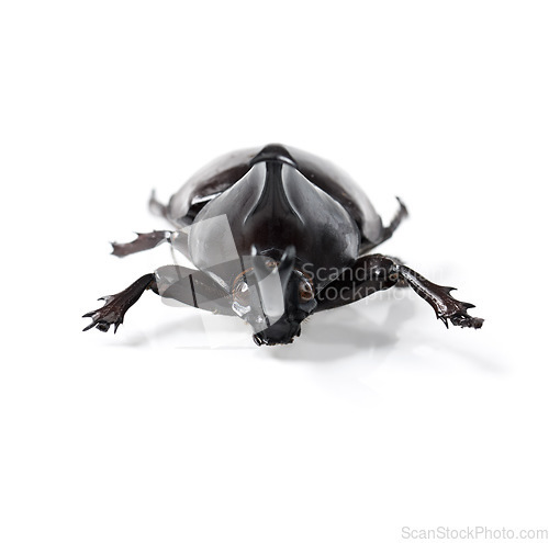 Image of Creature, insect and beetle on a white background in studio for wildlife, zoology and natural ecosystem. Animal mockup, nature and closeup of isolated bug for environment, entomology study and pest