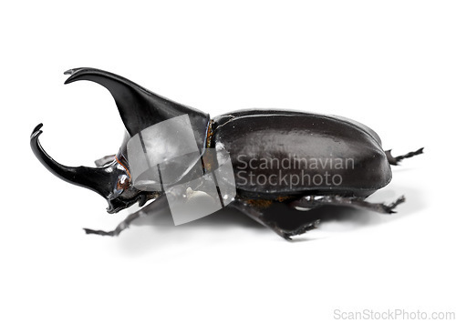 Image of Bug, nature and beetle on a white background in studio for wildlife, zoology and natural ecosystem. Animal mockup, insect and closeup of isolated black creature for environment, entomology or biology