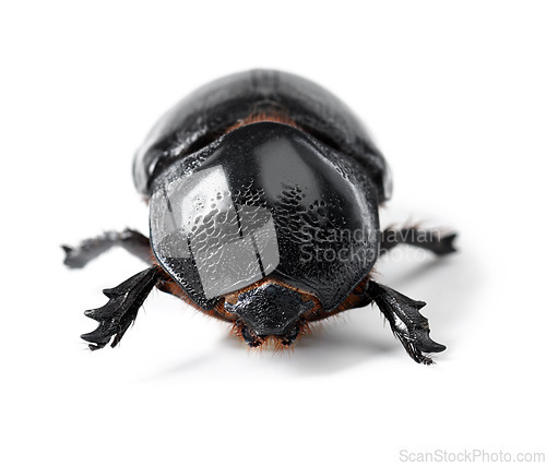 Image of Nature, bug and insect with closeup of beetle in studio for environment, zoology and fauna. Animal, natural and wildlife with creature isolated on white background for mockup, pest and ecosystem