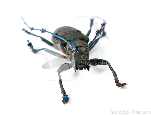 Image of Isolated longhorn beetle, specimen and white background for studying, biology and anatomy for nature analysis. Bug, insect life and entomology in studio for science with fluorescent color on antenna