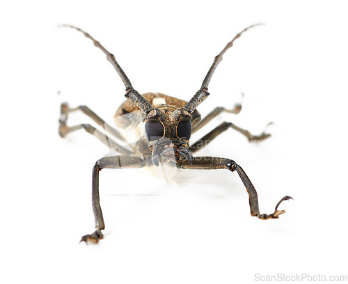 Image of Nature, closeup and insect of longhorn beetle in studio for ecosystem, biology and wildlife. Biodiversity, creature and fauna with bug isolated on white background for mockup, animal and environment