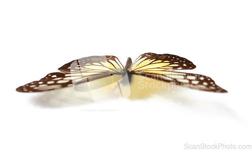 Image of Closeup, insect and bug with butterfly in studio for environment, fauna and ecosystem. Natural, wildlife and biodiversity with moth isolated on white background for antenna, wings or nature mockup