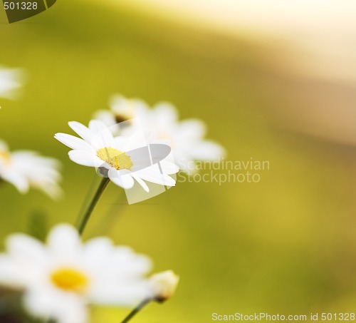 Image of Summer Flowers