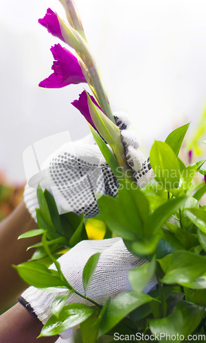 Image of Nature, florist and hands with purple tulip for a bouquet or arrangement gift from her flower garden. Greenery, hobby and gardener checking a natural floral plant in outdoor eco friendly environment.