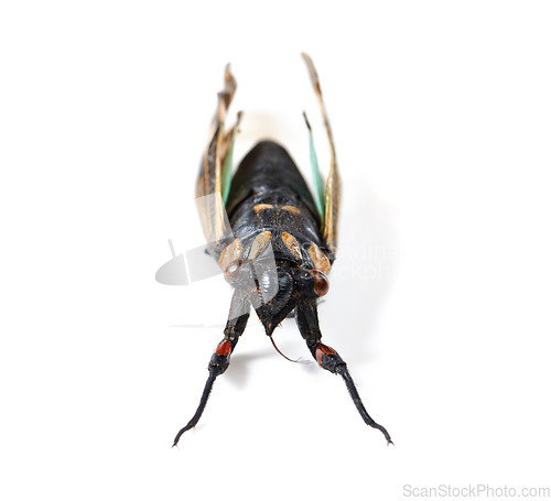 Image of Isolated fly, studio and white background for insect closeup for study, nature or analysis for biology. Bug, animal and zoom of anatomy, eyes and research with color, body and entomology by backdrop