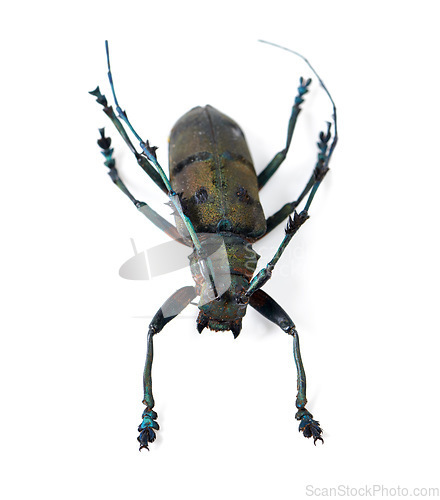 Image of Isolated longhorn beetle, studio and white background for study, biology or anatomy for nature analysis. Bug closeup, insect life or entomology with natural specimen with fluorescent color on antenna