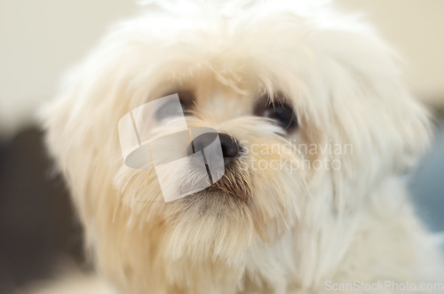 Image of Dogs, face and portrait of pet, poodle or animal relax, calm and sitting in attention at home. Domestic pets, animals and cute maltese dog with loyalty, fur and closeup headshot of small furry canine