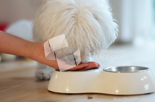 Image of Dog, food and hand feeding a pet in a house with love, care and trust while hungry. Animal, pet puppy or Maltese poodle eating from palm of woman owner for growth and development on home floor