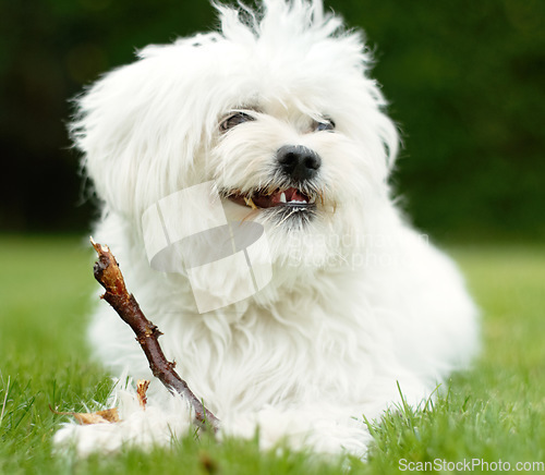 Image of Puppy, animal and maltese poodle is natural on green lawn in the backyard is happy in the outdoor park. Young, dog and garden is a pet in home with freedom on the grass in summer.