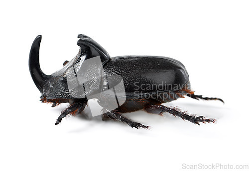 Image of Rhino beetle, insect and bug on a white background in studio for wildlife, zoology and natural ecosystem. Animal mockup, side view and closeup of creature body for environment, entomology and nature