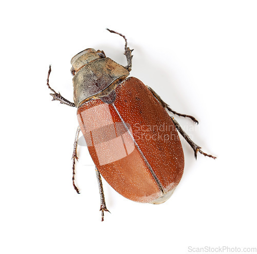 Image of Top view, insect and closeup of beetle in studio for environment, zoology and fauna. Animal, natural and wildlife with bug creature isolated on white background for mockup, pest and nature ecosystem