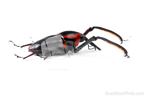 Image of Bug, wildlife and beetle on a white background in studio for pest, zoology and natural ecosystem. Animal mockup, nature and closeup of isolated creature for environment, entomology study and insect