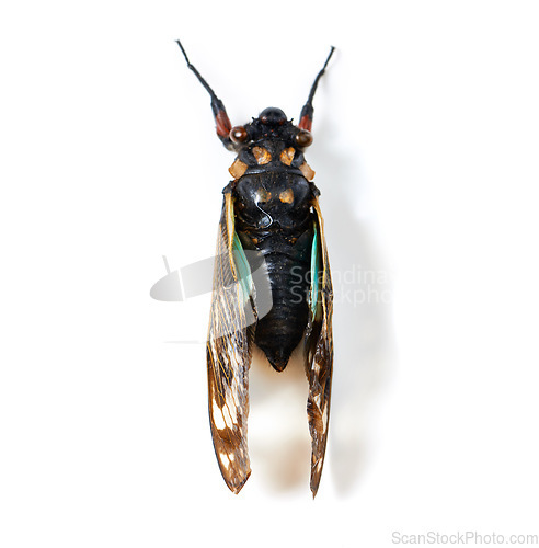 Image of Isolated cicada, studio or white background for natural closeup in study, insect or analysis for biology. Bug, animal or zoom of anatomy, back and research with color, body and entomology by backdrop