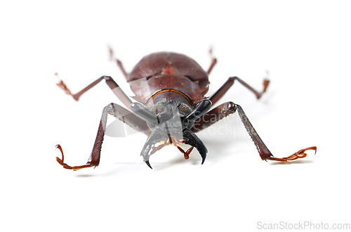 Image of Bug, insect and titan beetle on a white background in studio for wildlife, zoology and natural ecosystem. Animal mockup, nature and closeup of isolated creature for environment, entomology and bugs