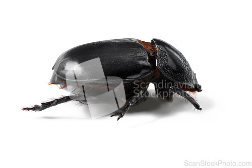 Image of Environment, insect and closeup of beetle in studio for nature, zoology and fauna. Animal, natural and wildlife with bug creature isolated on white background for mockup, pest and ecosystem