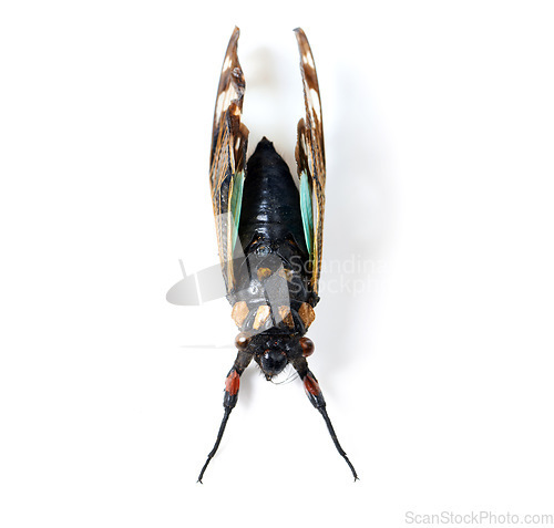 Image of Isolated fly, studio and white background for macro of insect for study, nature or analysis for biology. Bug, animal and zoom of anatomy, wings and research with color, body or entomology by backdrop
