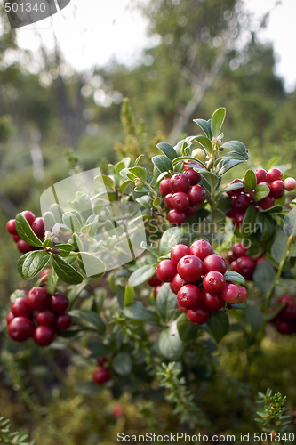 Image of Lingonberries, lat. Vaccinium vitis idaea