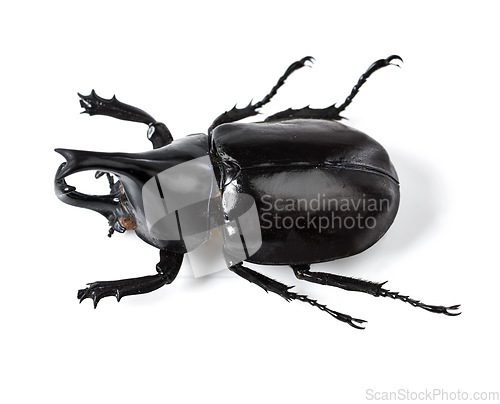 Image of Bug, insect and black beetle on a white background in studio for wildlife, zoology and natural ecosystem. Animal mockup, beetles and top view of isolated creature for environment, entomology and pest