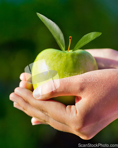 Image of Apple, green and hands closeup for healthy, nutrition and diet of fresh fruit and agriculture, harvest or farming. Palms, farmer or person cupping produce and vegan, natural and sustainable food