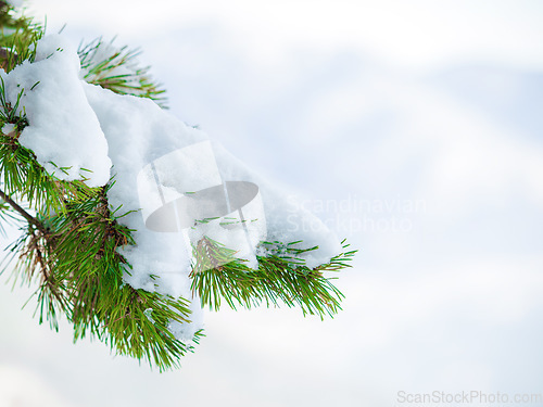 Image of Nature, winter and snow on a tree in the woods with natural, sustainable or eco friendly environment. Weather, outdoor and closeup of frozen, cold and frosty ice branches in forest with mockup space.