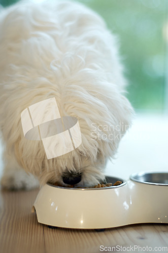 Image of Poodle dog, eating and food on floor for health, wellness and nutrition for growth, development and pet care in home. Animal, hungry puppy and diet with bowl for meal, breakfast or dinner in house