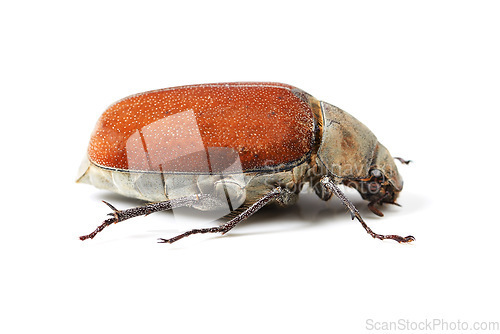 Image of Biodiversity, bug and insect with closeup of beetle in studio for environment, zoology and fauna. Animal, natural and wildlife with creature isolated on white background for mockup, pest or ecosystem