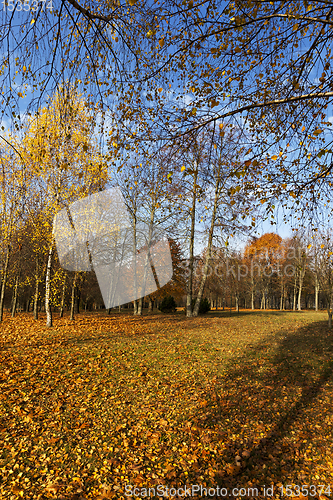 Image of birch trees