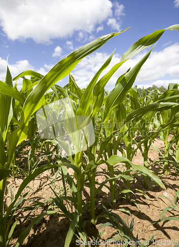 Image of wheat cornfield