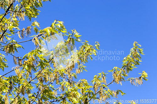 Image of trees and plants