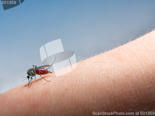 Image of mosquito sucking blood
