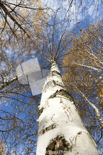 Image of beautiful birch foliage