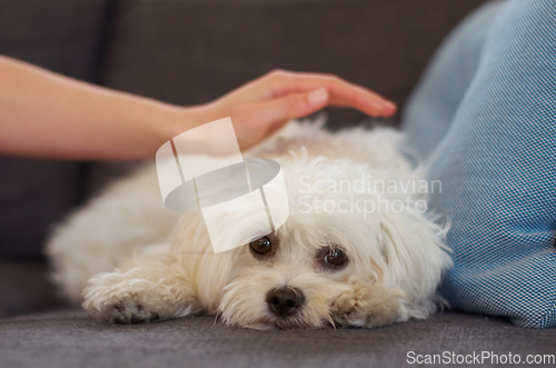 Image of Maltese poodle, dog and relax on couch with hand, woman and care together with love, bonding or comfort in home. Pet puppy, animal and lying on sofa in living room with calm, quiet and cute in house