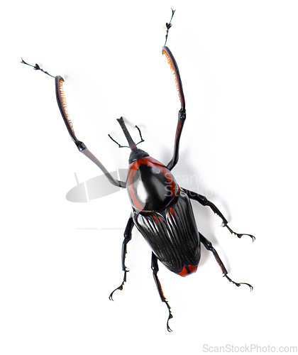 Image of Nature, insect and weevil on a white background in studio for wildlife, zoology and natural ecosystem. Animal mockup, bug and closeup of isolated creature for environment, entomology study and pest