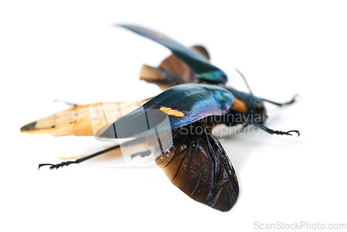 Image of Moth, insect and bug in studio white background with full body and wings detail and creature isolated in a backdrop. Animal, nature and colourful wildlife or butterfly from its habitat or environment