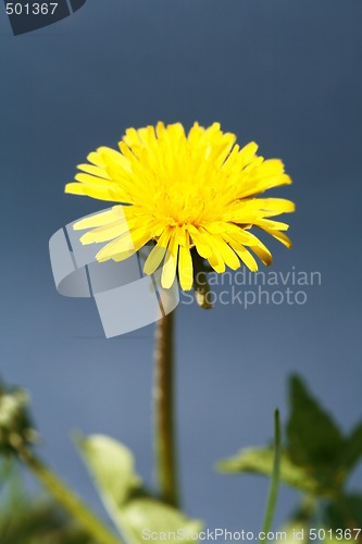 Image of Dandelion