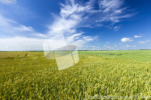 Image of green unripe cereals