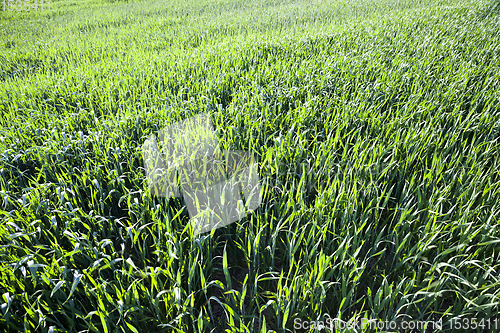 Image of wheat or rye