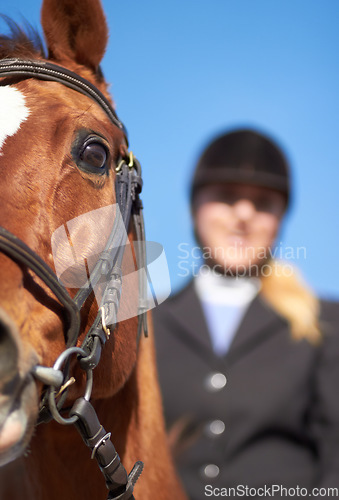 Image of Horse, woman and closeup for horseriding ready to start sport, competition and training with rider. Outdoor, sun and woman with helmet riding horses in a show with female equestrian and animals