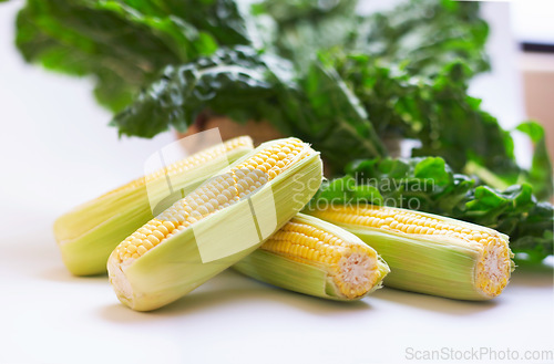 Image of Corn on cob, healthy food and vegetable in studio with color, art and creativity for nutritionist. Cooking, wellness diet and nutrition with clean, green or vegan meal isolated on a white background