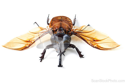 Image of Nature, wings and beetle in white background, front view of aesthetic bug for analysis and study, Bugs, science and insect collection for entomology research, studying and creature education or hobby