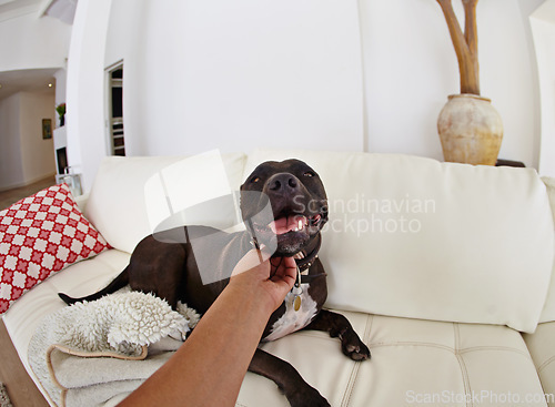 Image of POV, love and dog on a couch, bonding and happiness at home, affection and care in the lounge. Hand, person and pet on a sofa, calm and cuddle with an animal, perspective and wellness with comfort