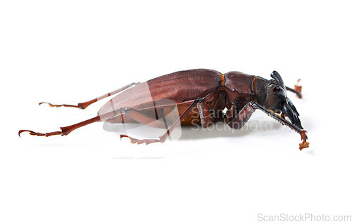 Image of Nature, creature and insect with closeup of beetle in studio for environment, zoology and fauna. Animal, natural and wildlife with bug isolated on white background for mockup, pest and ecosystem