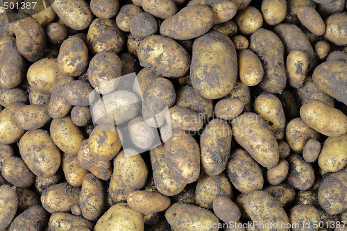 Image of Potato harvest