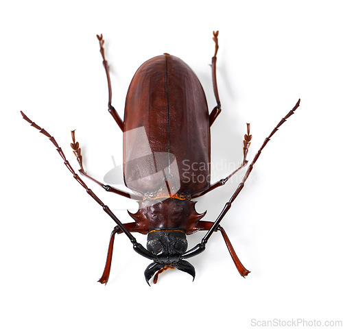 Image of Top view, beetle and insect with natural biology, hard shell or animal isolated against white studio background. Zoom, nature or bug with wildlife, species and shiny details of creature on a backdrop