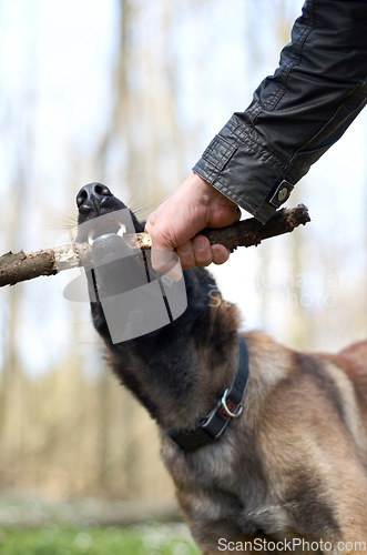 Image of Hand, dog and pull stick in training with bite, play fetch in nature forest with health, exercise or learning. Man, wood and pet animal with strong teeth, jaws and outdoor in countryside for games