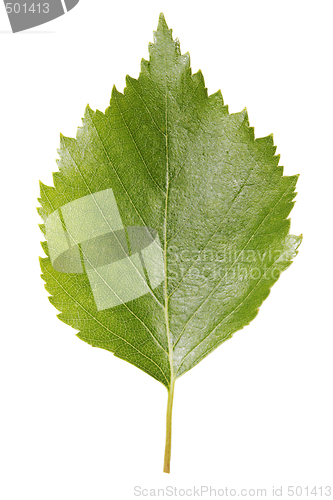 Image of Birch leaf
