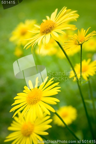 Image of Summer flowers